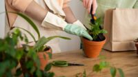 Ilustrasi Merawat Tanaman | Ist