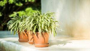 Spider Plant (Chlorophytum comosum) | Ist