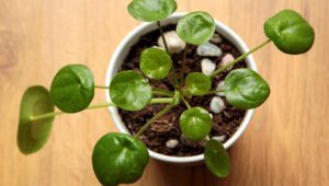 Pilea (Pilea peperomioides) | Ist