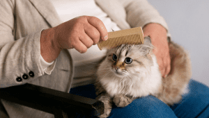 Kucing | Ist