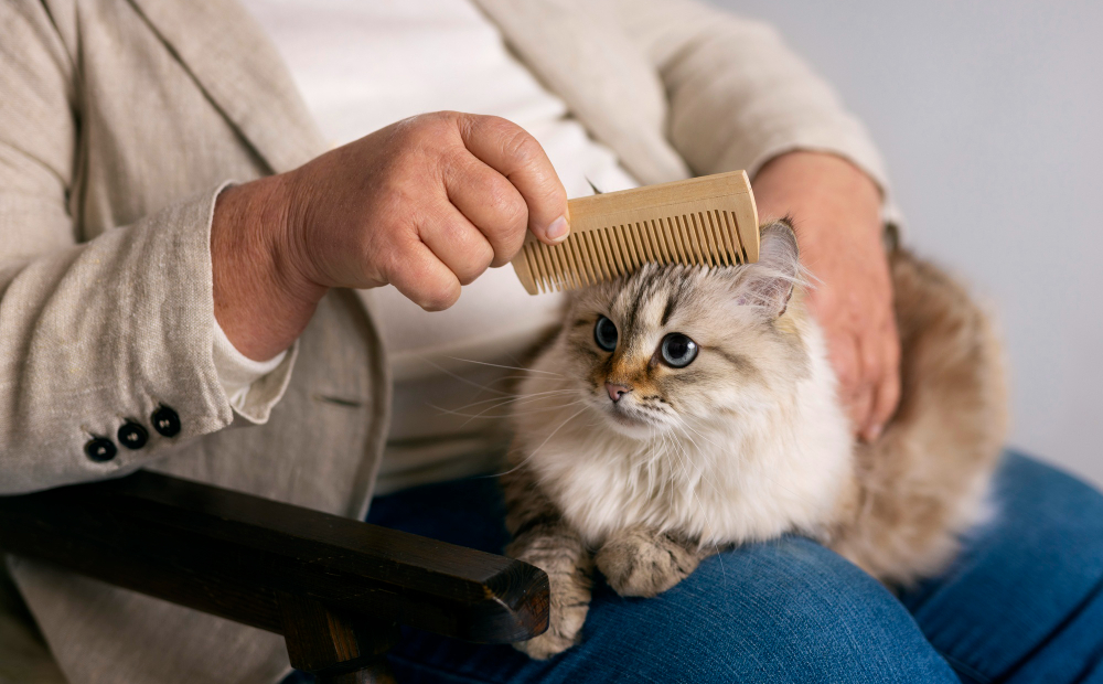 Cara Mengenali dan Mencegah Bahaya Kutu Kucing
