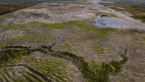 Deforestasi di Wanam, Kabupaten Merauke, Provinsi Papua Selatan. | Dok Yayasan Pusaka Bentala Rakyat - Ulet Ifansasti, Gecko Project