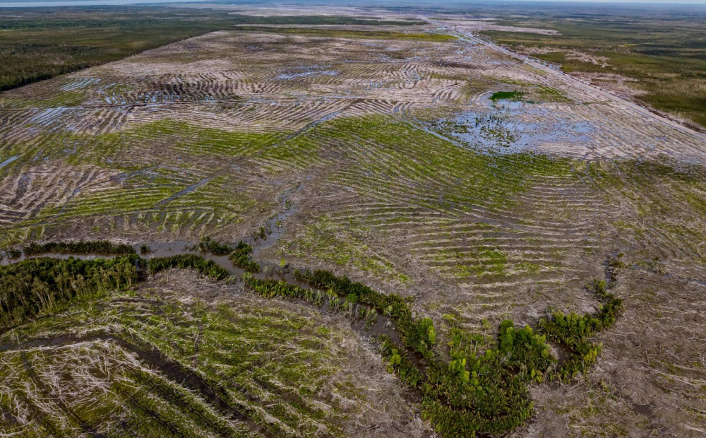 Pemerintah akan Jadikan 481 Ribu Ha Hutan Papua Sebagai Kawasan Food Estate