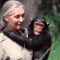 Jejak Panjang Jane Goodall dari Peneliti Simpanse hingga Pelopor Konservasi Dunia