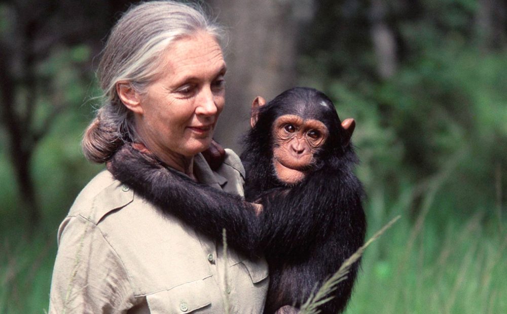 Jejak Panjang Jane Goodall dari Peneliti Simpanse hingga Pelopor Konservasi Dunia
