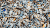 Udang | Ist