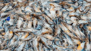 Udang | Ist