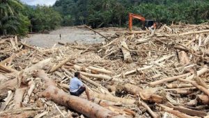 Kayu Gelondongan yang Terbawa Banjir di Sumatra | Ist