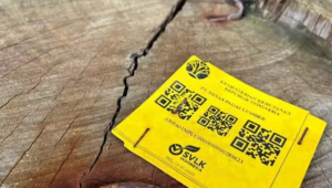 Gelondongan Kayu dari Sumbar Terdapat Label Kemenhut dan Perusahaan SVLK Indonesia. | Ist