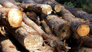 Ilustrasi Gelondongan Kayu | Ist