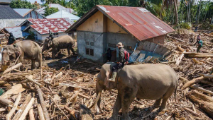 Gajah membantu membersihkan puing-puing akibat bencana di Aceh | Ist