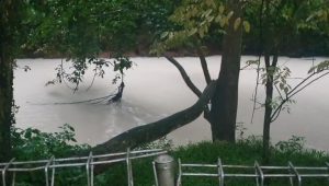 Sungai Cisadane tercemar dengan residu bahan kimia buntut kebakaran gudang pestisida di Tangerang Selatan, Banten | Ist