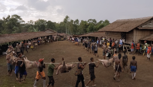 Film Dokumenter Pesta Babi | Ist