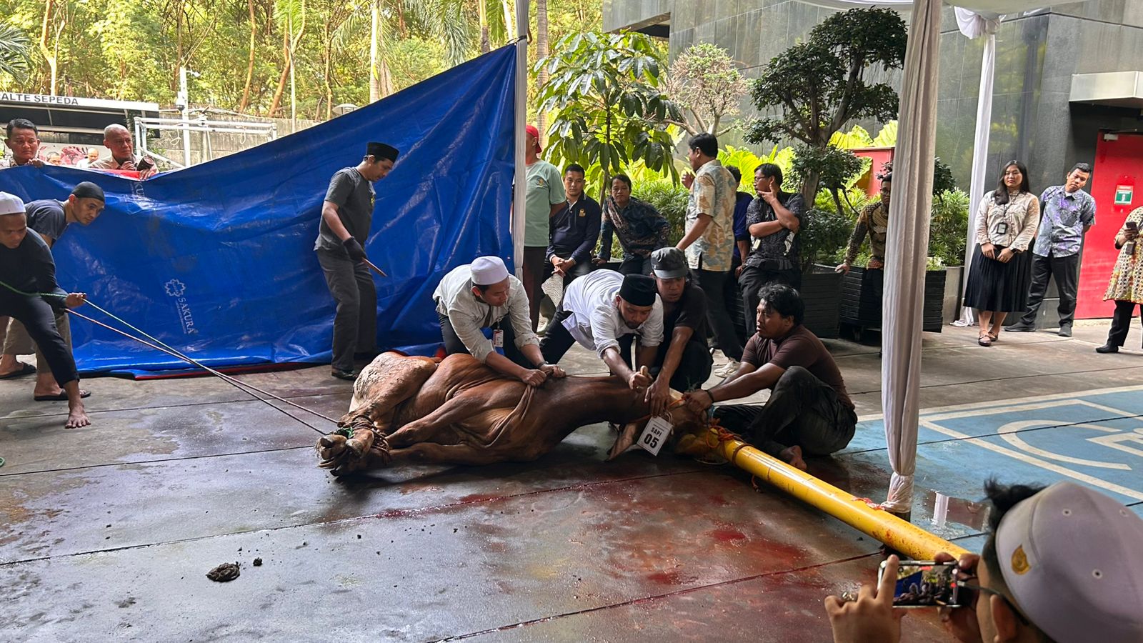KPK Sembelih 8 Ekor Sapi Kurban pada Iduladha 1447 H, Bakal Dibagikan ke Pegawai dan Warga Sekitar