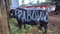 Salah satu sapi kurban Presiden Prabowo Subianto | Ist