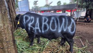 Salah satu sapi kurban Presiden Prabowo Subianto | Ist
