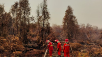 Kebakaran hutan dan lahan (karhutla) di wilayah Kalimantan. | Kementerian Perhutanan RI