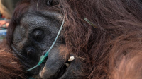 mengonfirmasi satu individu orang tuan Kalimantan (Pongo pygmaeus) bernama Sempurna mati akibat mengalami gangguan pernapasan di Kabupaten Ketapang, Kalimantan Barat. | Dok Reuters