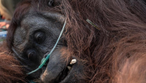 mengonfirmasi satu individu orang tuan Kalimantan (Pongo pygmaeus) bernama Sempurna mati akibat mengalami gangguan pernapasan di Kabupaten Ketapang, Kalimantan Barat. | Dok Reuters