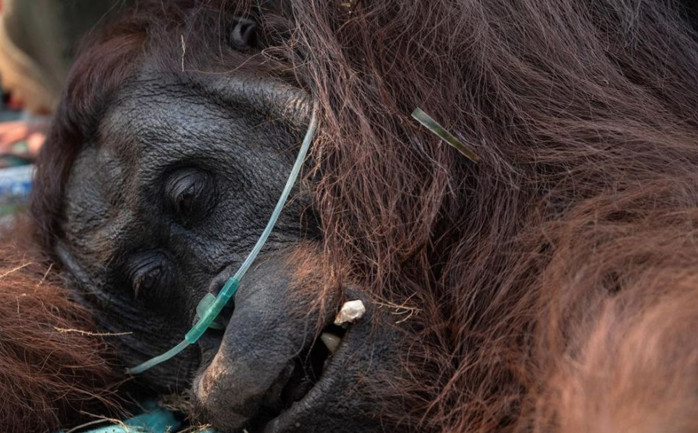 Kemenhut Konfirmasi Satu Orang Utan Mati Akibat Gangguan Pernafasan Karhutla