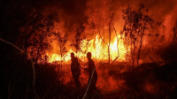 Petugas pemadam kebakaran berupaya mengendalikan kebakaran hutan di Banjarbaru, Provinsi Kalimantan Selatan, pada 13 Oktober 2026. | Dok AFP